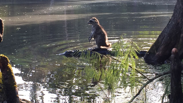 coolthingoftheday:  Somebody in Florida snapped this photograph of a raccoon riding