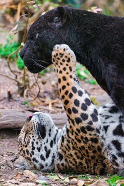 brutalgeneration:  Playing with dad by Tambako the Jaguar on Flickr.  Rawr