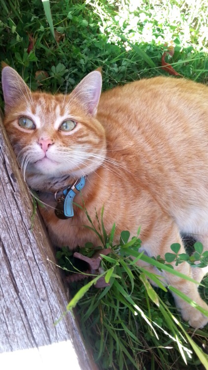 topbilbo:Mum let the geese in the front yard so Ginny is hiding from them behind a garden bed sleeper 