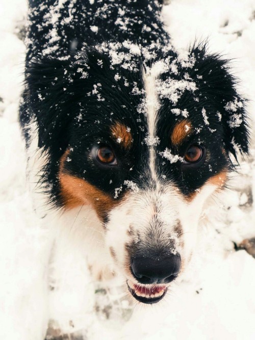 lunacyfringedogs:Bow’s snow day.