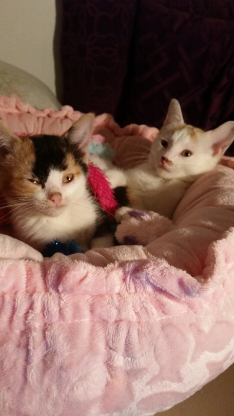Both of my cats might need to be put down, I can’t afford to get them help and I can’t raise enough money.