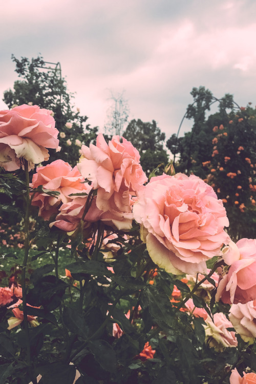 leahberman:rosesetinstagram