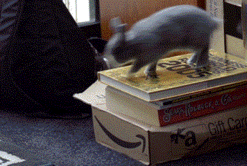 anotherrunaroundthesun:  korzo:  Unlimited bunny suply  This is the opposite of a problem. 
