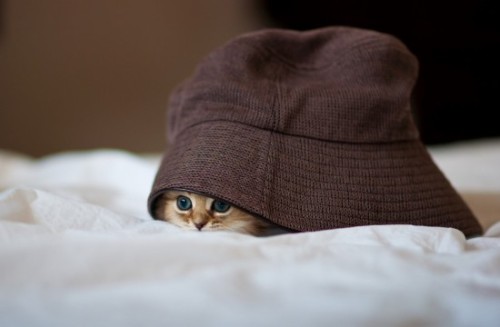 sexymonstersupercreep:  detoxtoretox:  the—pleiades:  The one where it’s under the hat IT’S SO CUTE.   The cuteness of this kitten equals the ugliness of the faces I make at the sight of it. 