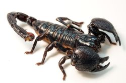 astronomy-to-zoology:  Emperor Scorpion (Pandinus