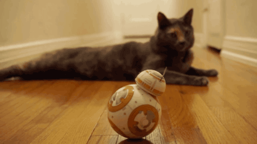 gifsboom:  Mochi the Cat Meets BB8 from Star Wars: The Force Awakens. [video][Scott