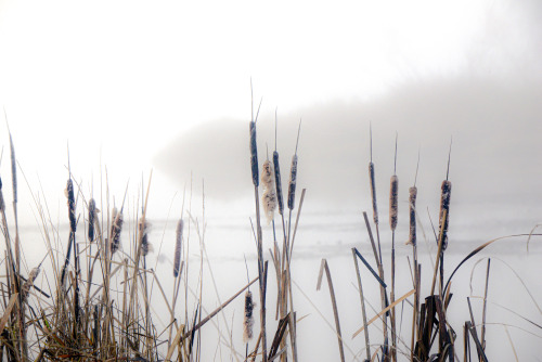 russell-tomlin:
“Cattails Before Fog
”
