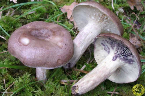 plantveins:fantasticfungi:Lactarius Uvidusdem shrumz