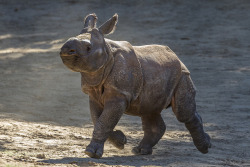 sdzsafaripark:  Introducing Shomili (Mili for short), the 65th greater one-horned rhino born here. Help us welcome her to the world.