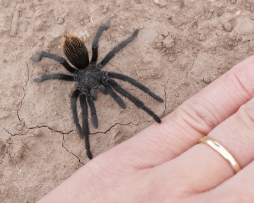 textless:Last weekend we went walking and saw more than a dozen of these cute little tarantulas.  Co