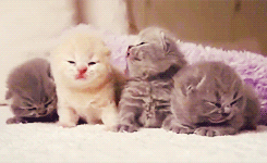 gsfrenchshabbylife:jungminheexsn:어모! 너무 괴예워!Awwwww