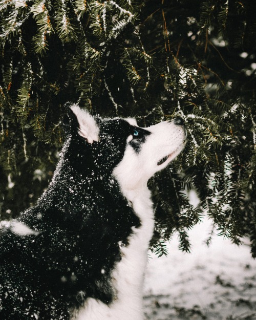 The striking Siberian Husky profile.