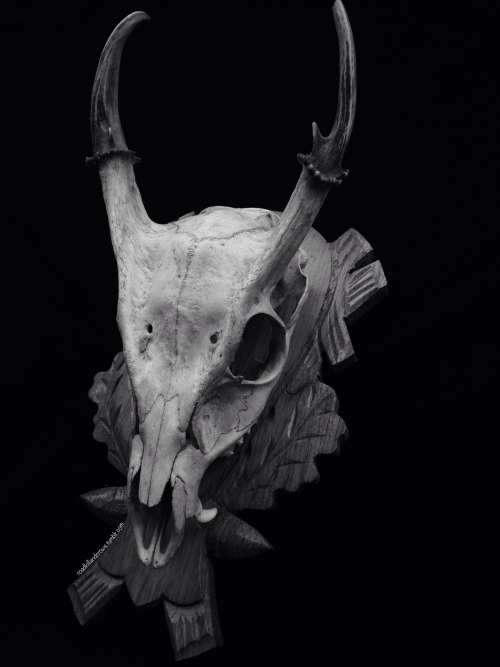 roadkillandcrows:  Muntjac, Chinese water deer and coyote skull. 