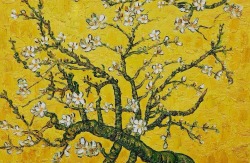 planths:branches of an almond tree in blossom