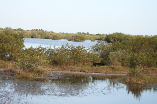 Feral hog, Merritt Island National Wildlife Refuge, Blackpoint Wildlife Drive - Titusville, FL