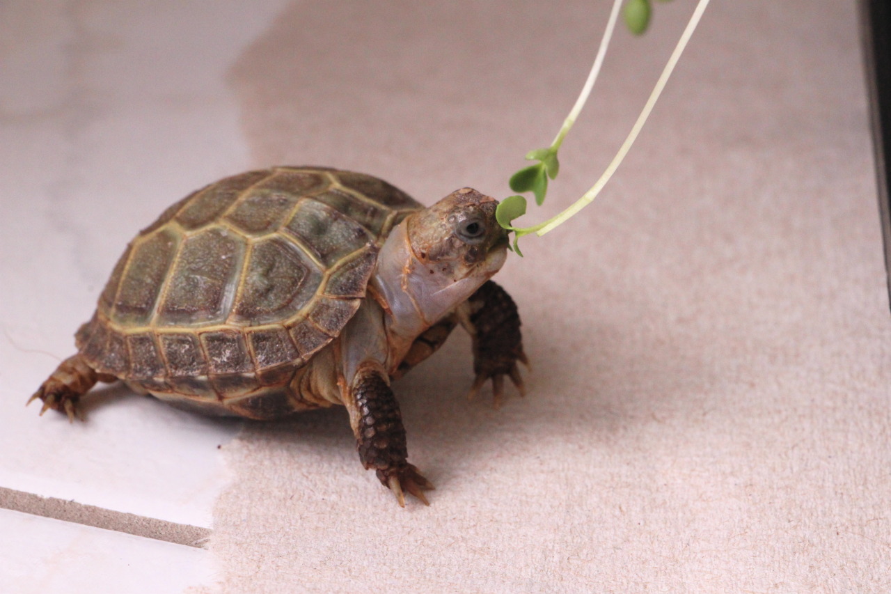 thewhimsyturtle:  Garden Feast, Part 1  My personal garden is growing!!  We’re