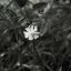 missgeckoslove-blog
