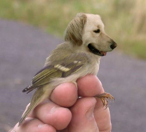 tastefullyoffensive:  Dirds (Dogs + Birds)Previously: Celebrities Before & After Photoshop 