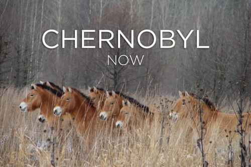 infernalseason:  skunkbear:  On April 26, 1986, a power surge caused an explosion at the Chernobyl N