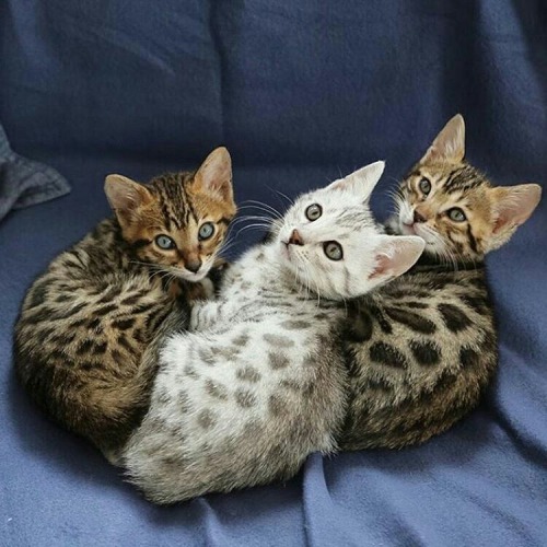 catsandkitten:Bengal kittens pt. deux