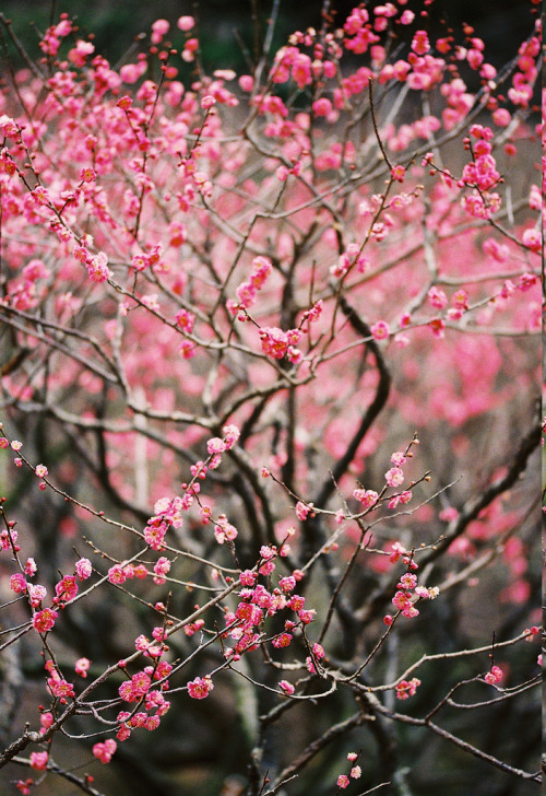 floralls: ume (by zuru1024)