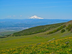 anthrowback:  Mount Hood from Stacker Butte, WA.