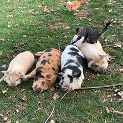 Farm Animals Stimboard 🐮