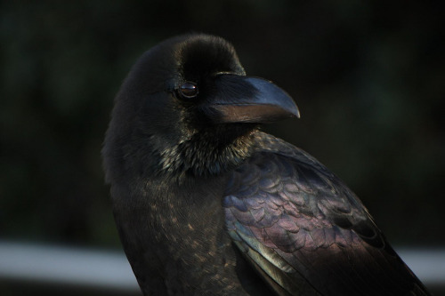 wild-diary:Raven | Nikita