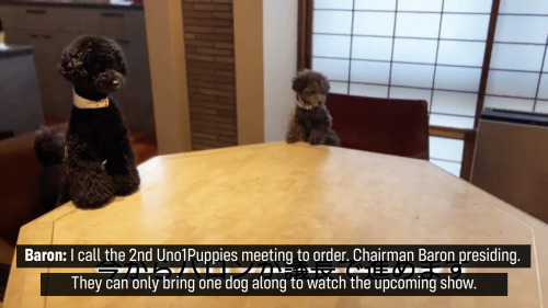 teluete:Today’s Uno Puppy Vlog was a meeting to discuss a very important matter. 