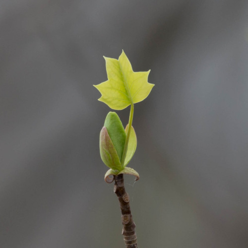 Tulip tree bud and leaf