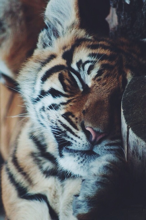 Porn photo wolverxne:  Sleeping Tiger Cub by: { Phillip