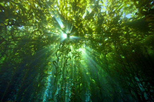 forest-faerie-spirit:{Kelp Forest} by {Divindk}