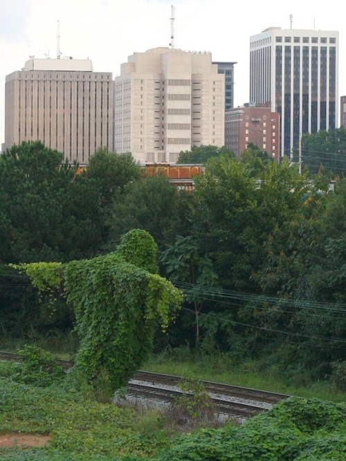 milkeyhoney:Kudzu vines resembling Christ’s crucifiction