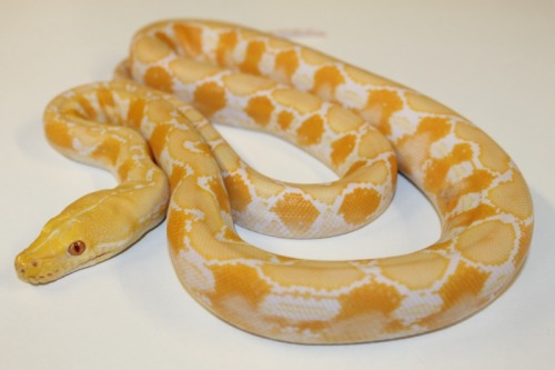 Reticulated Pythons at 888 Reptiles