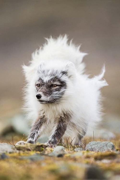 the-spoopy-ghost-of-raejin99:  jaubaius:  An arctic fox during a coat change from winter to summer     no longer wimdy