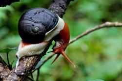 libutron:  A beautiful specimen of the Indian land snail Indrella ampulla (Ariophantidae), photographed in Coorg, Karnataka, India. Photo credit: ©Naresh Kumar 