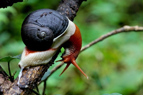 libutron:  A beautiful specimen of the Indian land snail Indrella ampulla (Ariophantidae), photographed in Coorg, Karnataka, India. Photo credit: ©Naresh Kumar 