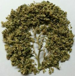 youknowyourestoned:  tree of life 