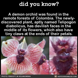 did-you-kno:  A demon orchid was found in the  remote forests of Colombia. The newly- discovered plant, aptly named Telipogon  diabolicus, has devilish faces in the  middle of its flowers, which also have  tiny claws at the ends of their petals.  Source