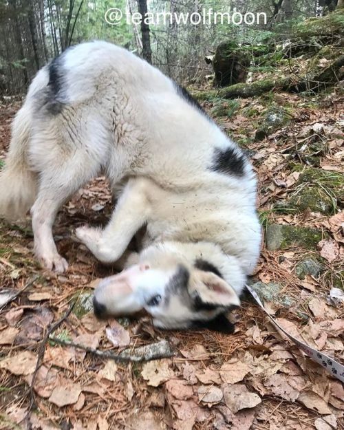 wolfmoonjournal: Choot found something glorious to roll in during our hike today. #retiredsleddog #r