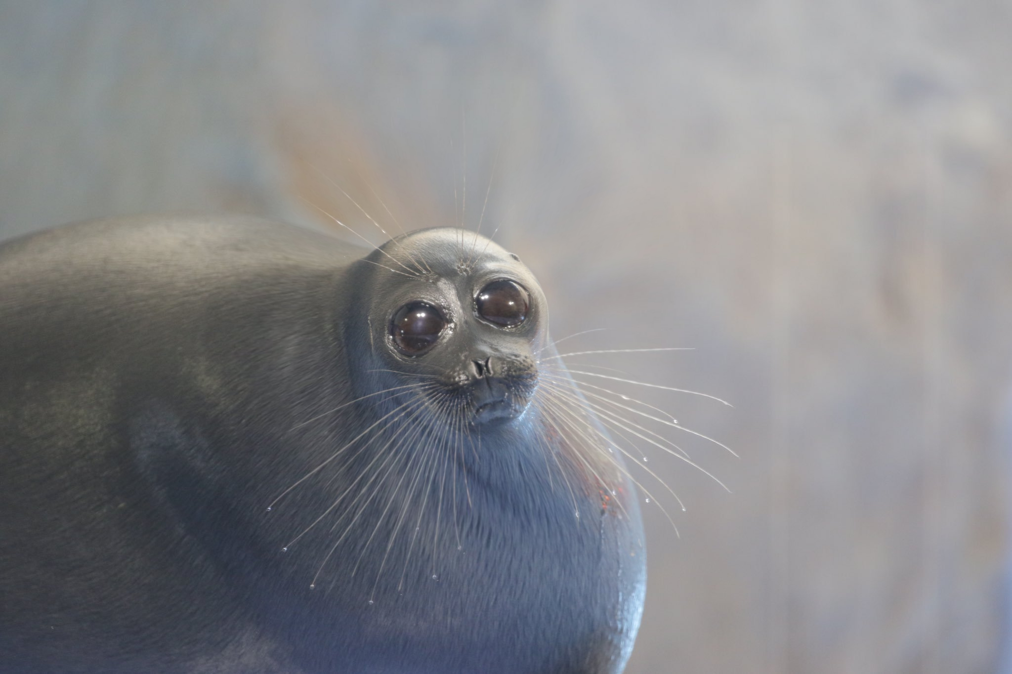 puppibrain:scrumpster:My boyfriend edited this one picture of a seal with huge wet eyes so that it had a super tiny head and it was so funny that several days later it’s all I can think about when my brain isn’t preoccupied boyfriend here. world needs