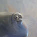 puppibrain:scrumpster:My boyfriend edited this one picture of a seal with huge wet eyes so that it had a super tiny head and it was so funny that several days later it’s all I can think about when my brain isn’t preoccupied boyfriend here. world needs