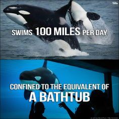 mulantis9999:  http://www.reunitingall.com/to-so-called-leaders-of-this-world-a-delicious-taste-of-your-own-medicine/  I don’t think Iv ever felt so strongly against anything like I do killer whales being in captivity.