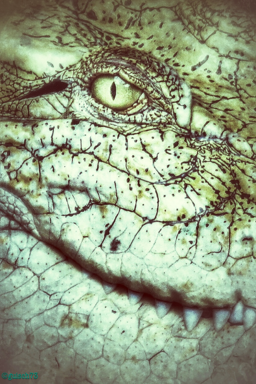 guisch73:  See you later alligator After ‘while crocodile See you later alligator After ‘while crocodile Can’t you see you’re in my way now Don’t you know you cramp my style (Bill Haley & The Comets - See You Later Alligator) 