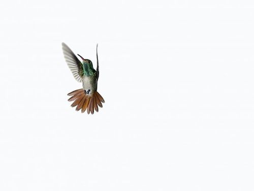 darksilenceinsuburbia:  Sanna Kannisto. Act of flying, amazilia tzacatl (25), 2007. C-print / diasec, 44,0 x 56,0 cm. Act of flying, amazilia tzacatl (19), 2007. C-print / diasec,  44,0 x 56,0 cm. Act of flying, amazilia tzacatl (22), 2007. C-print
