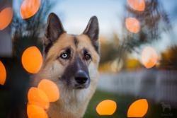 huskyhuddle: Merry Christmas you guys! These are rest of our Christmas card photos! 