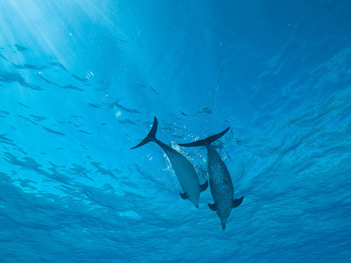 Porn thelovelyseas:  Atlantic Spotted Dolphins photos