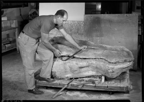 Fossil Friday… fossil jacket opening. Fossils are transported from the field to the museum in