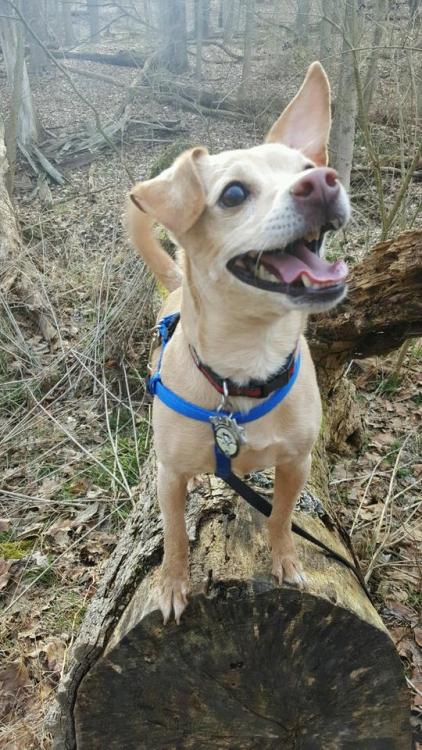 dog on a log