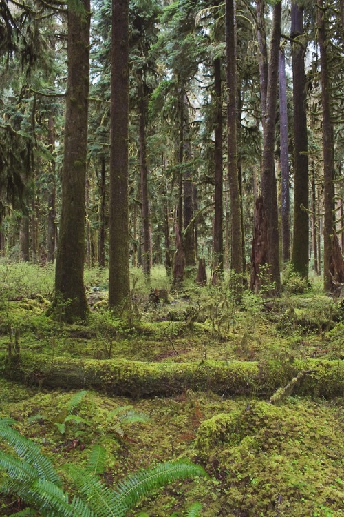 Forest Floor